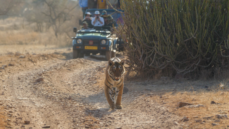 Ranthambore National park