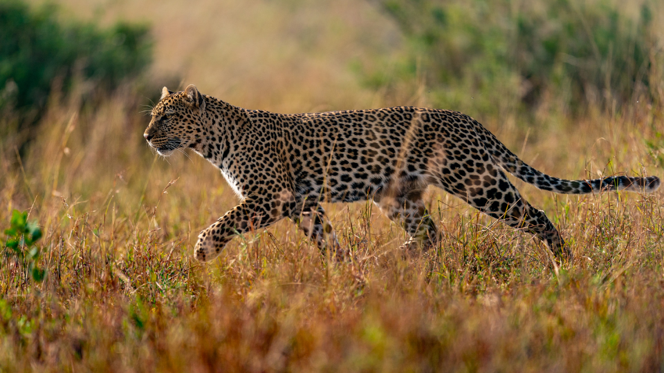 jhalana leopard reserve