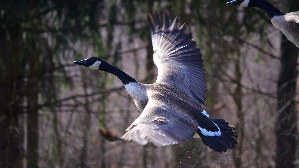 kumbhalgarh wildlife sanctuary