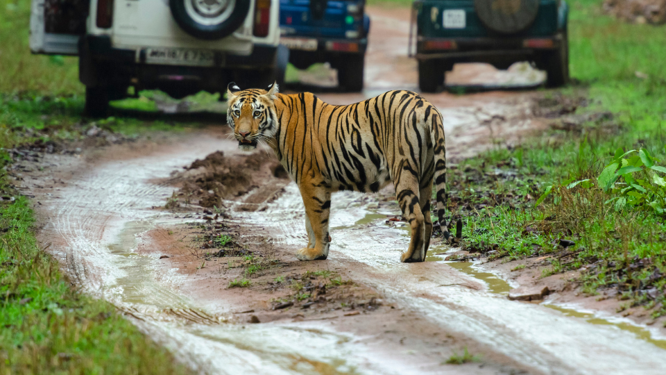 Sariska Tioger Reserve